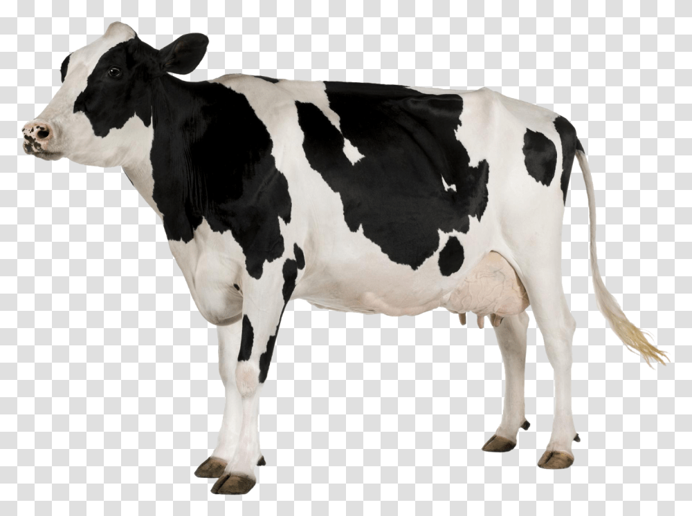 Black And White Cow Cow With White Background, Cattle, Mammal, Animal, Dairy Cow Transparent Png