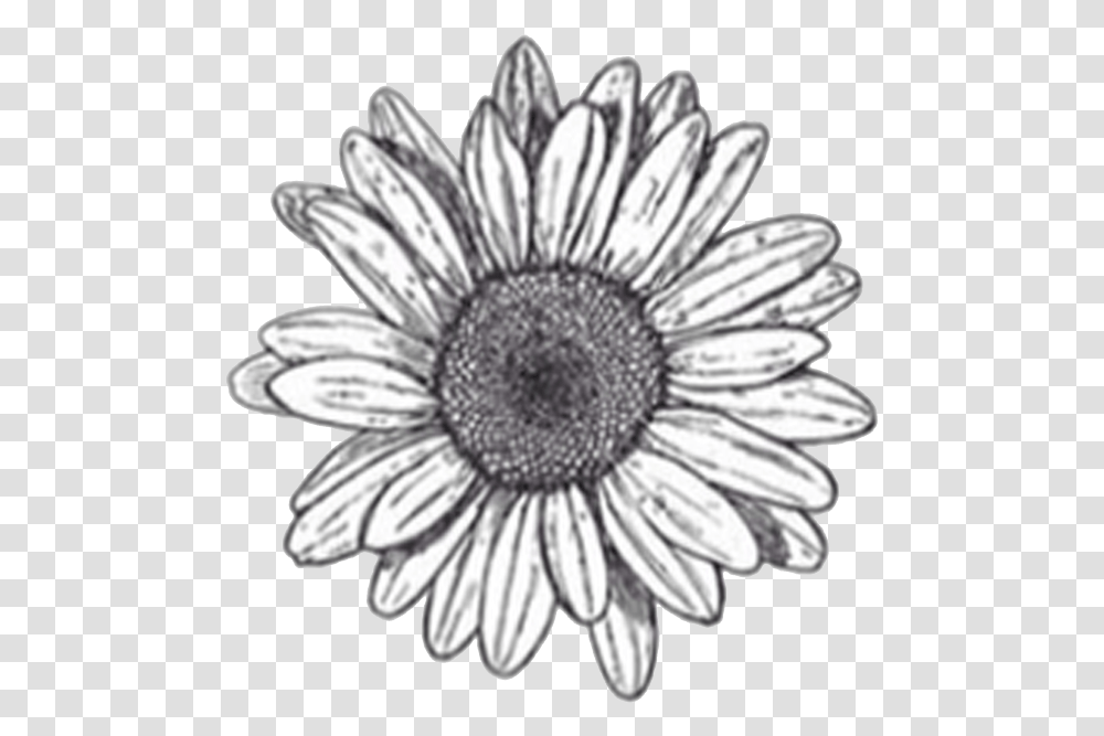 Black And White Daisy Background Flower Clipart Stickers Black And White Flowers, Plant, Daisies, Blossom, Asteraceae Transparent Png
