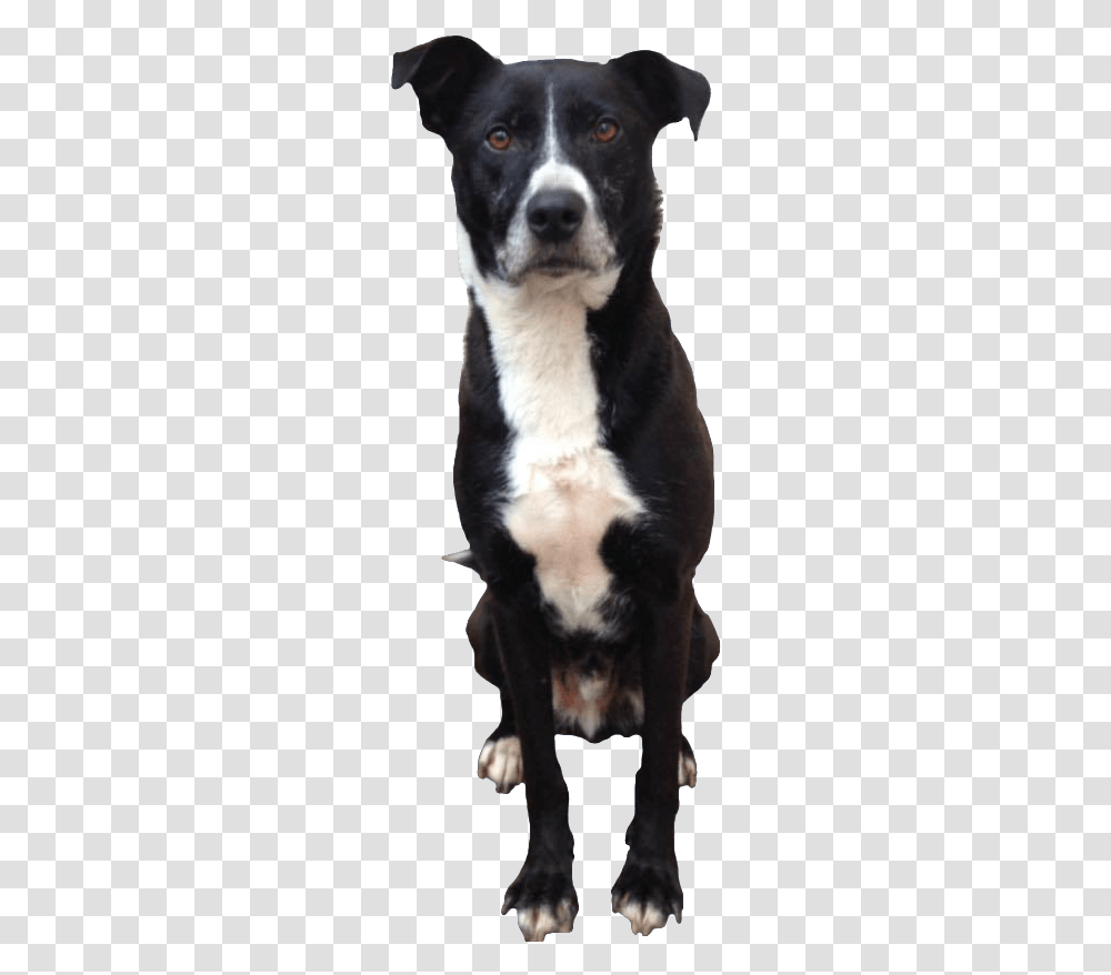 Black And White Dog Sitting Down Image Dog Sitting With Background, Pet, Canine, Animal, Mammal Transparent Png