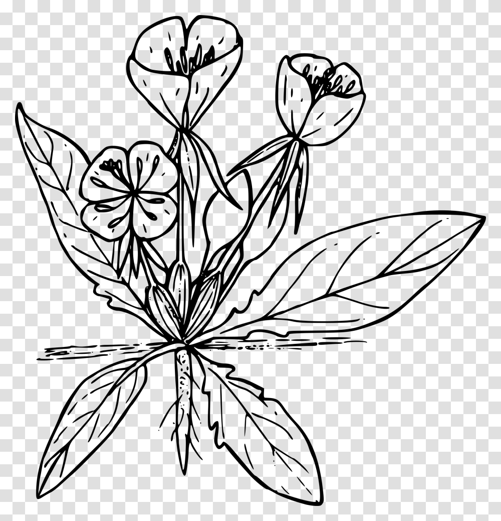 Black And White Drawing Of A Wild Flower Free Image Line Drawn Wildflowers, Gray, World Of Warcraft Transparent Png