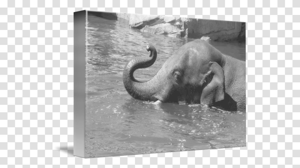 Black And White Elephant In Water By Elle Arden, Wildlife, Mammal, Animal Transparent Png