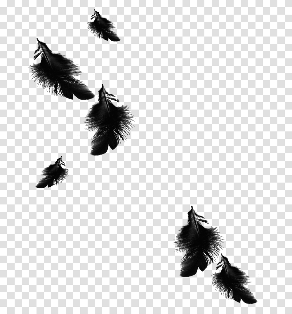 Black And White Feather, Astronomy, Outer Space, Outdoors, Moon Transparent Png