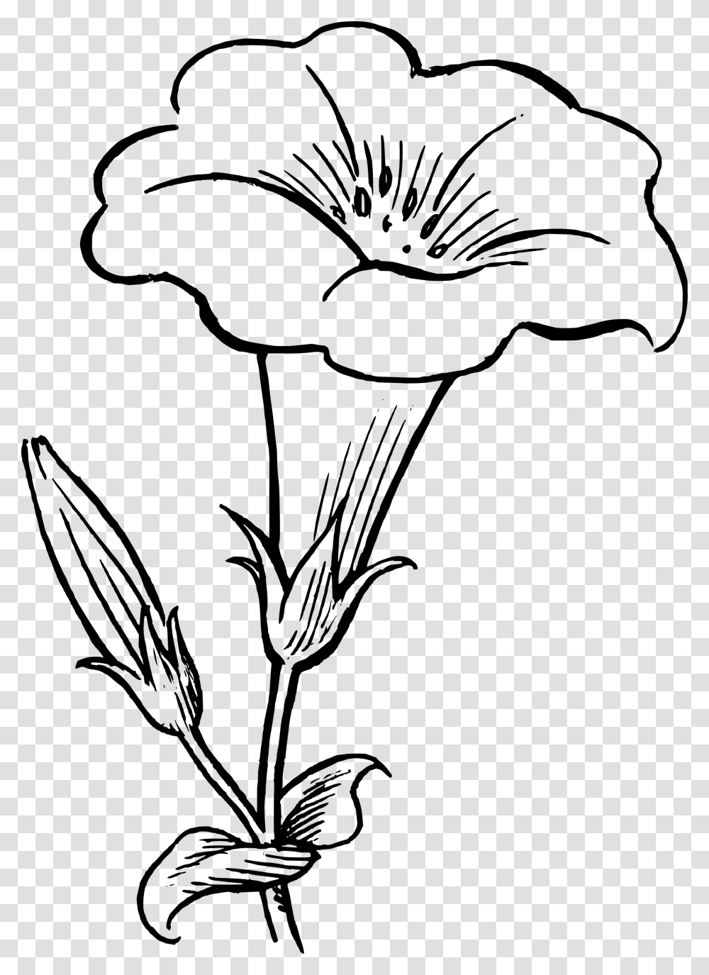 Black And White Flower Drawing, Plant, Blossom, Petal, Lily Transparent Png