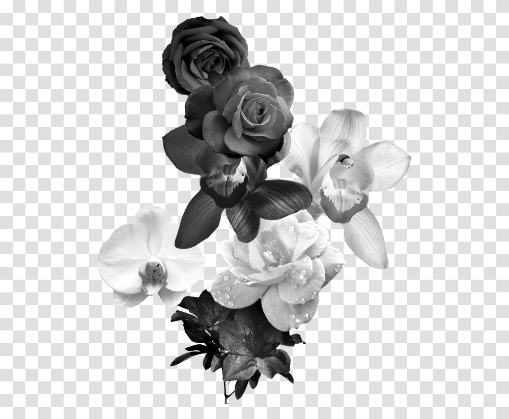 Black And White Flower Monochrome Aesthetic Black Flowers, Plant, Blossom, Rose, Geranium Transparent Png
