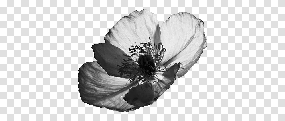 Black And White Flowers Bilder Schwarz Wei, Petal, Plant, Blossom, Poppy Transparent Png