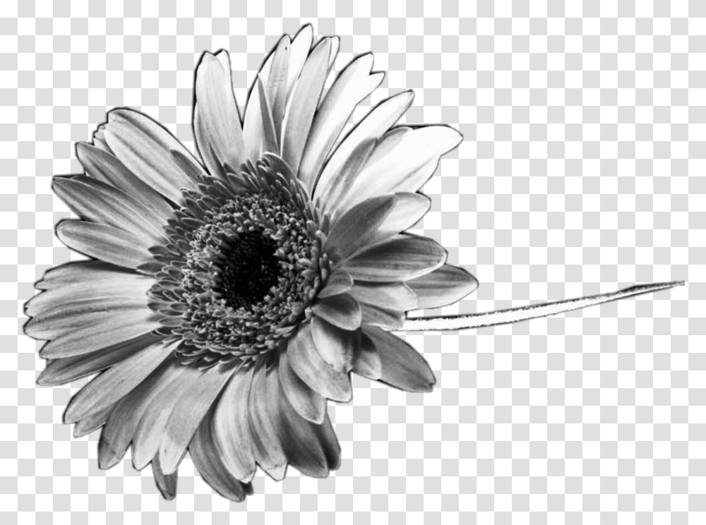 Black And White Flowers Black And White Sunflower, Daisy, Plant, Daisies, Blossom Transparent Png