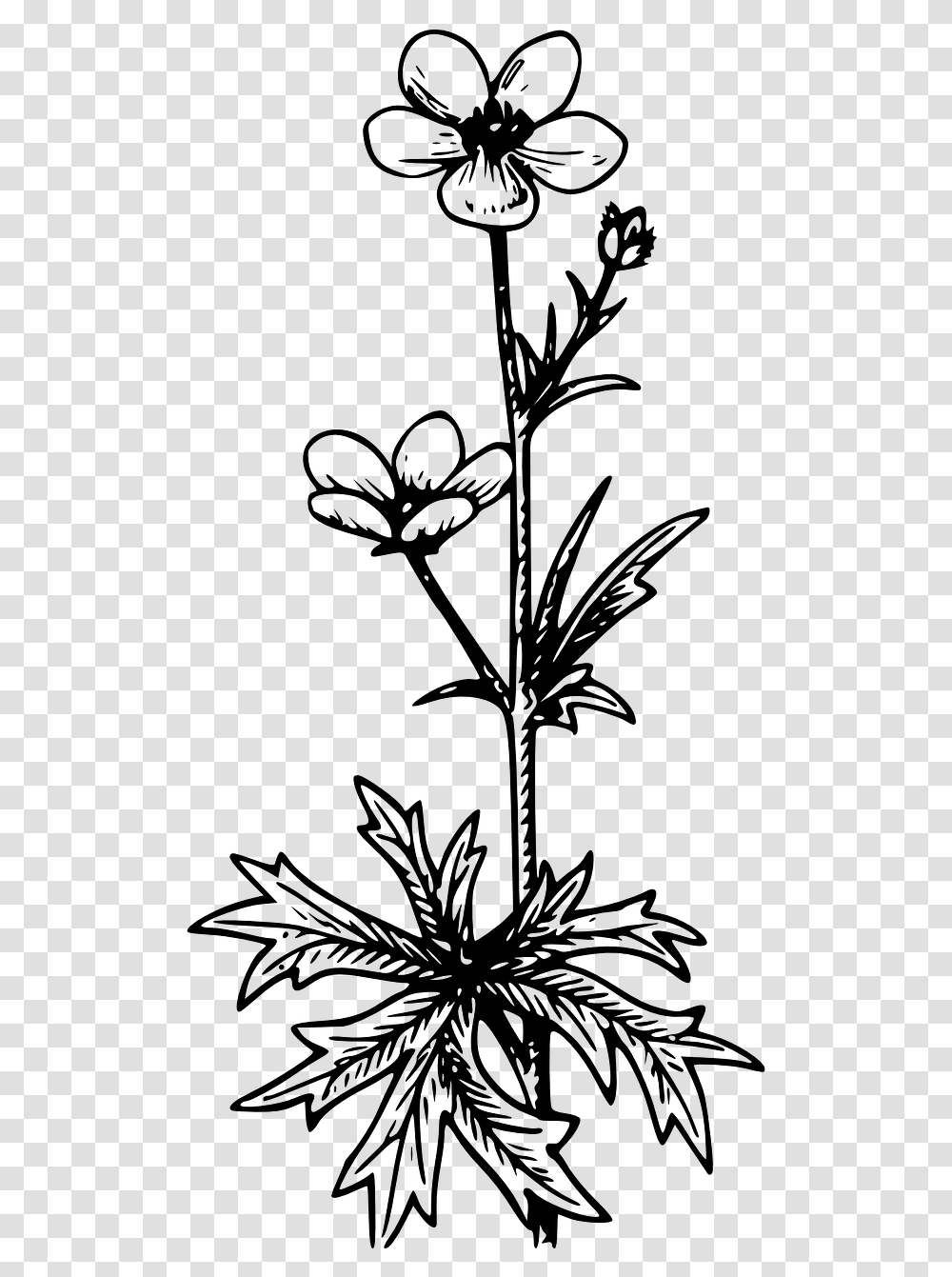 Black And White Flowers Tattoo, Gray, World Of Warcraft Transparent Png