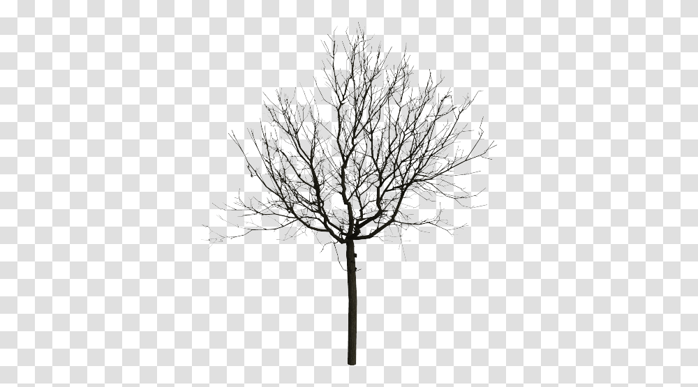 Black And White For Free Download Portable Network Graphics, Tree, Plant, Chandelier, Lamp Transparent Png