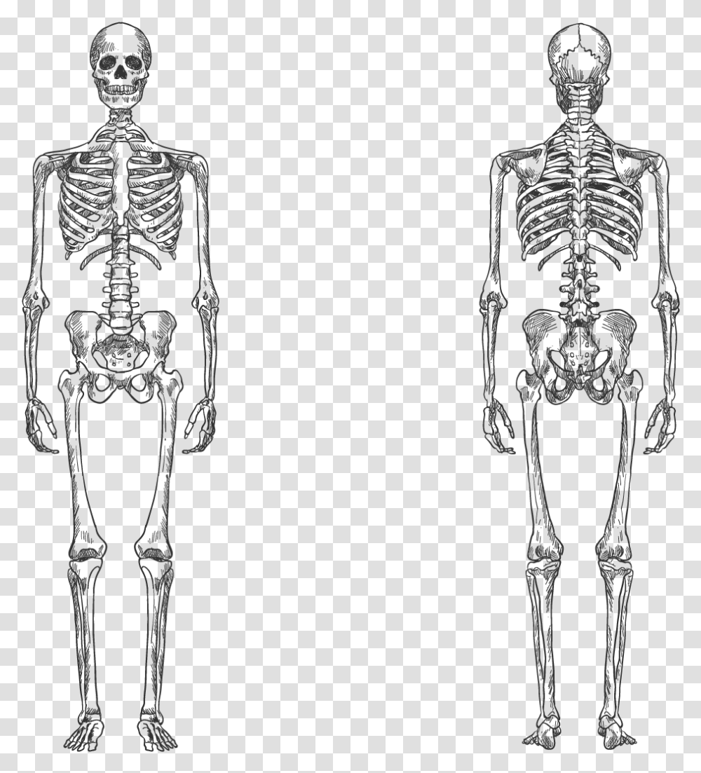 Black And White Human Skeleton, Person Transparent Png