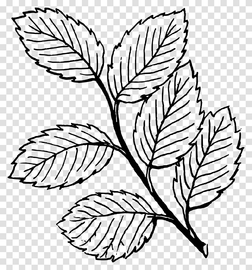 Black And White Leaves Clipart Group With Items, Gray, World Of Warcraft Transparent Png