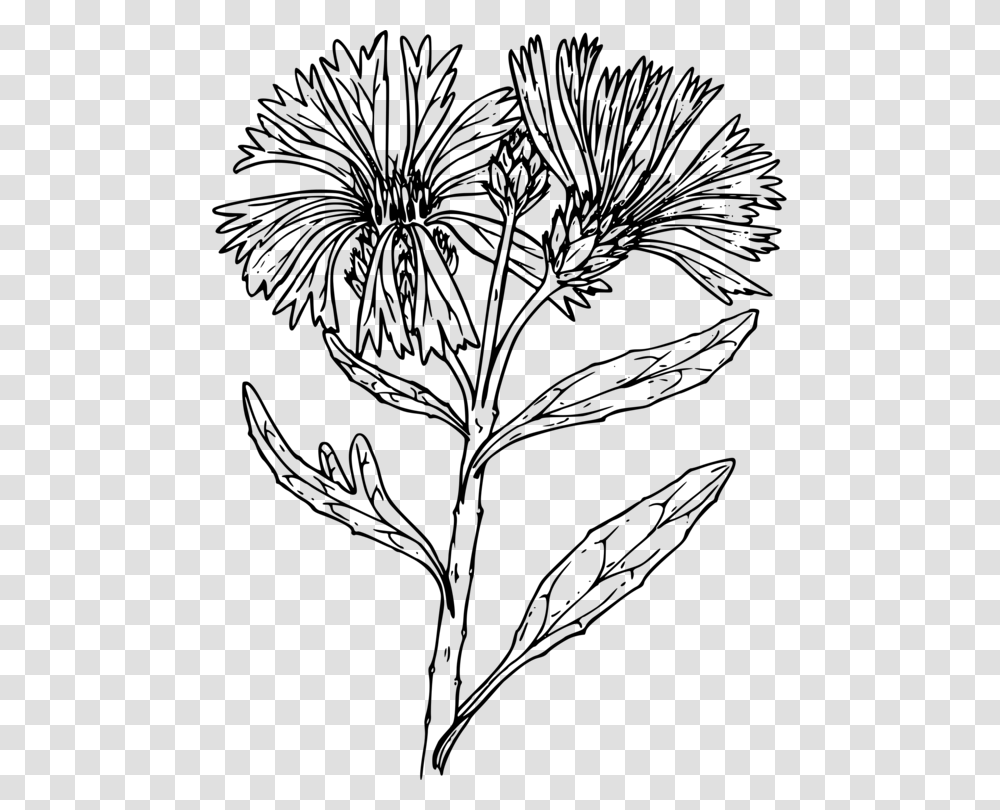Black And White Line Art Floral Design Drawing Flower Drawings Of Bachelor Button Flowers, Gray, World Of Warcraft Transparent Png