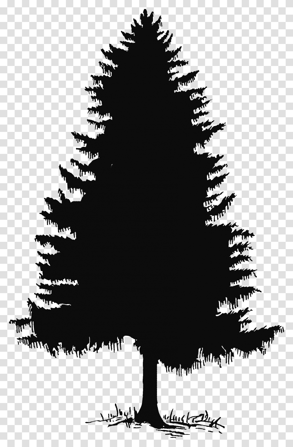 Black And White Pine Tree, Plant, Christmas Tree, Ornament, Silhouette Transparent Png