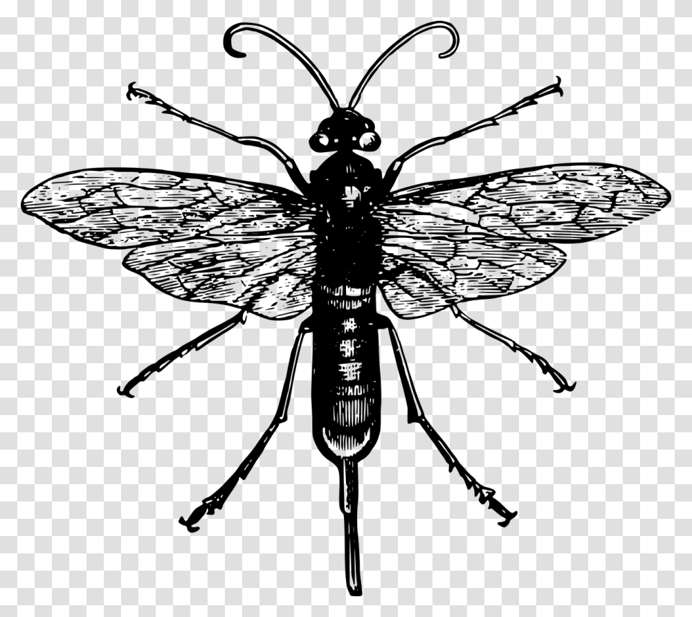 Black And White Robber Fly, Gray, World Of Warcraft Transparent Png