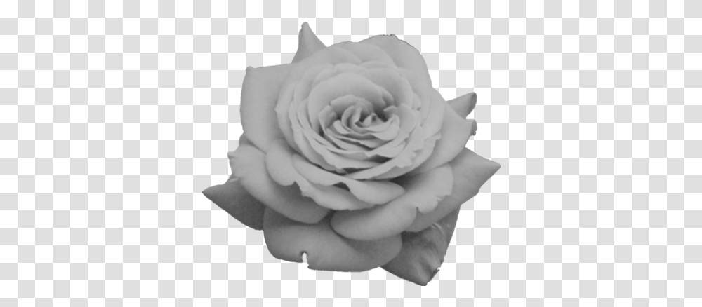 Black And White Rose Black Roses Tumblr Red Rose, Flower, Plant, Blossom,  Transparent Png