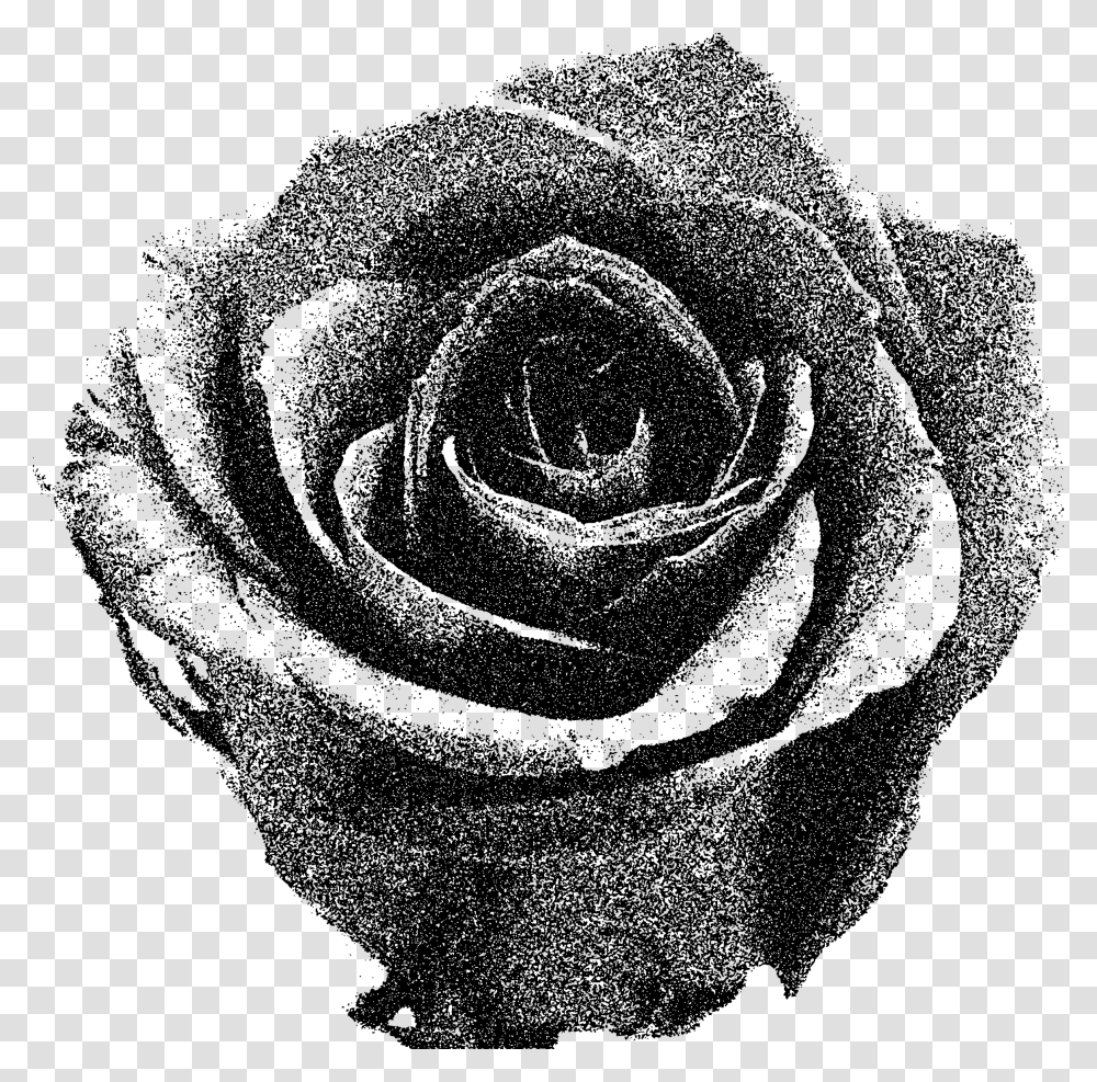 Black And White Rose Downloading Image Of Red Rose, Gray, World Of Warcraft Transparent Png