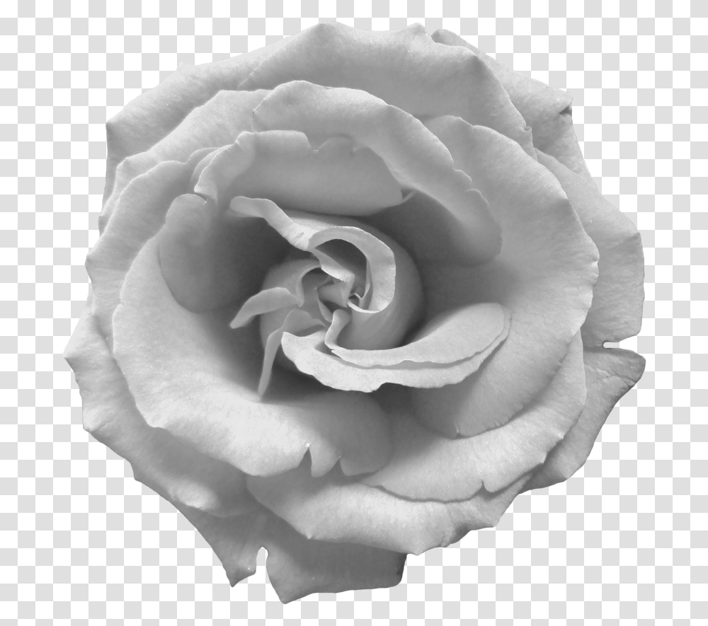 Black And White Rose, Flower, Plant, Blossom Transparent Png