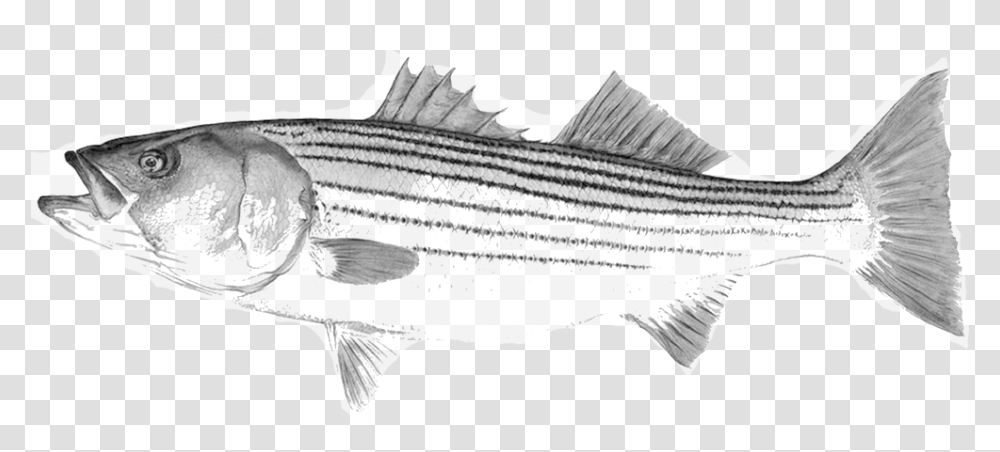 Black And White Striped Bass Illustration, Fish, Animal, Tuna, Sea Life Transparent Png