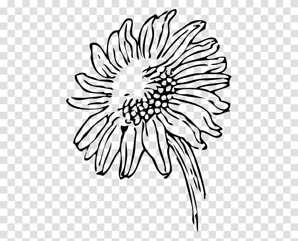 Black And White Sunflower Clip Art, Plant, Blossom, Texture, Stencil Transparent Png