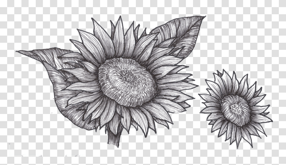Black And White Sunflower Free, Dahlia, Plant, Daisy Transparent Png