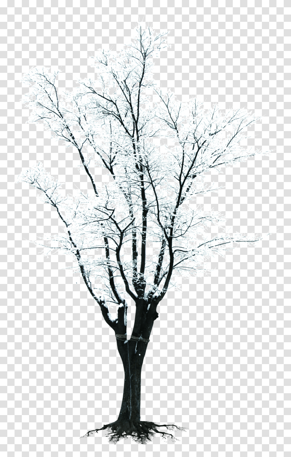 Black And White Tree Branch Clipart Banner Tree Branch Winter Snow Tree Clipart Transparent Png