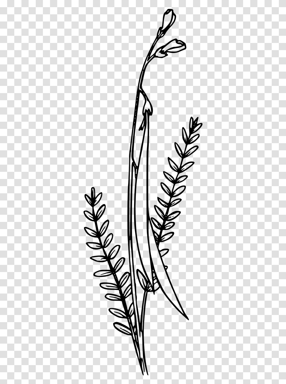 Black And White Wildflower Clipart, Gray, World Of Warcraft Transparent Png