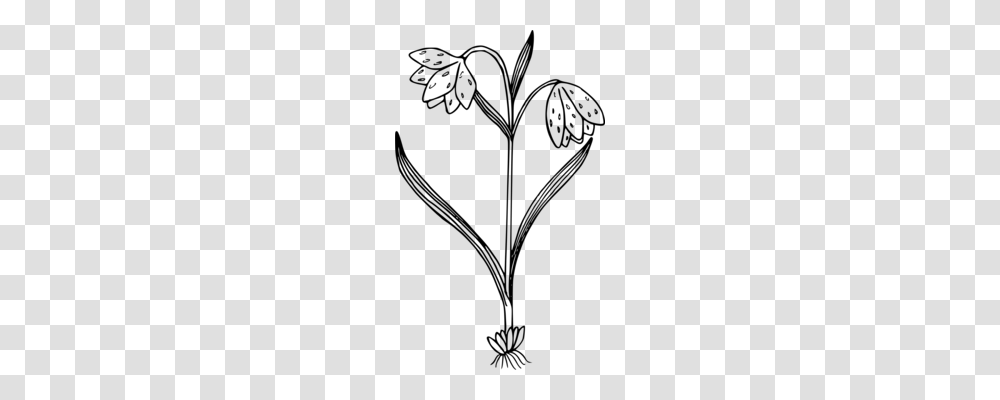 Black And White Wildflower Flora Plants, Gray, World Of Warcraft Transparent Png