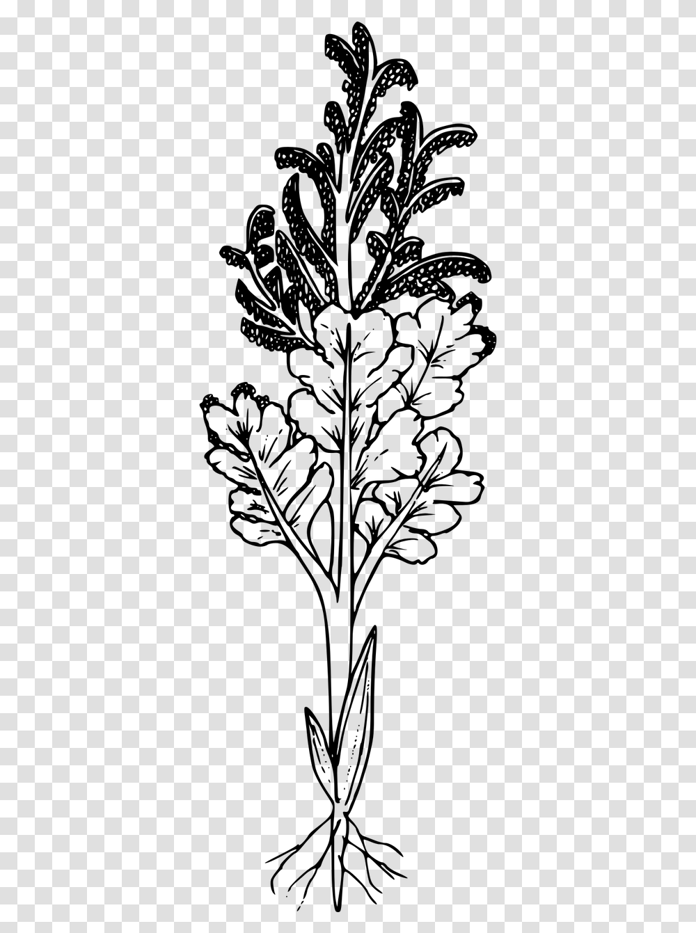 Black And White Wildflower No Background, Gray, World Of Warcraft Transparent Png