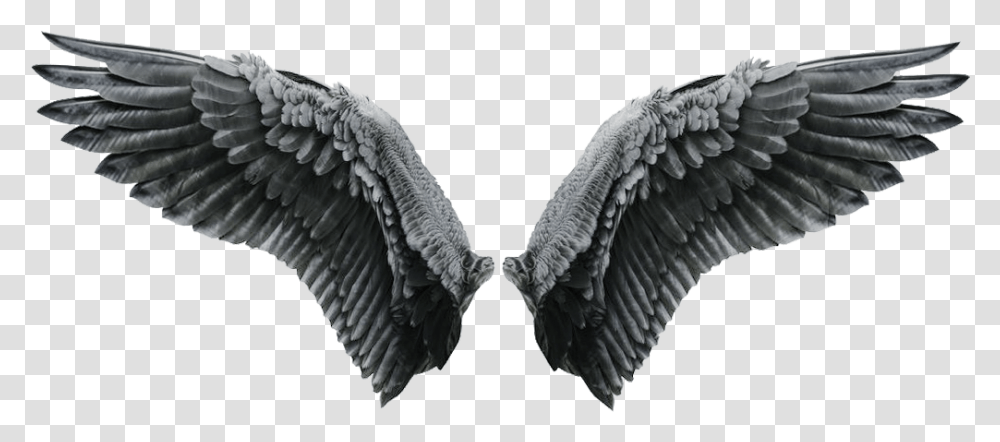 Black Angel Wings, Archangel, Bird, Animal Transparent Png