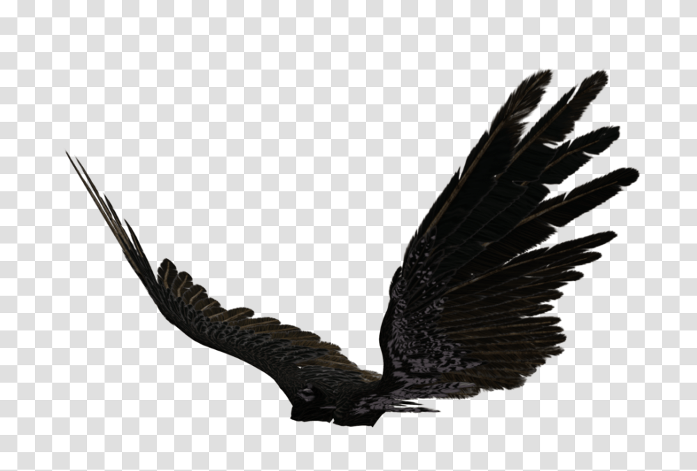 Black Angel Wings Images Vector Clipart, Eagle, Bird, Animal, Flying Transparent Png