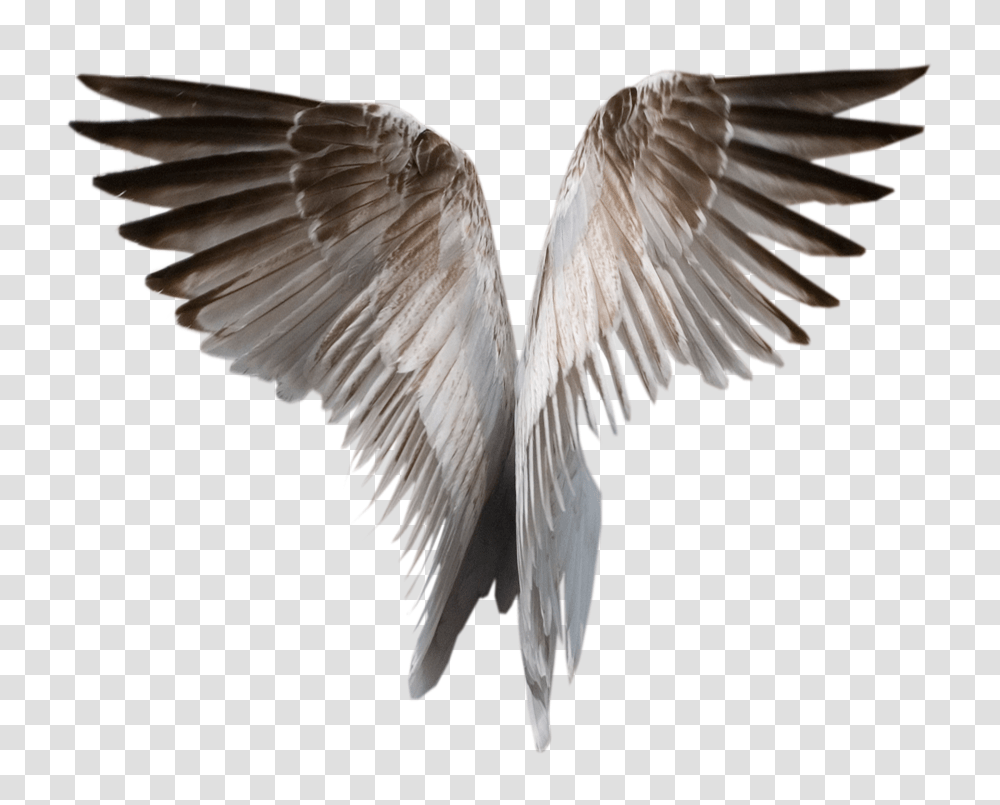 Black Angel Wings, Religion, Bird, Animal Transparent Png