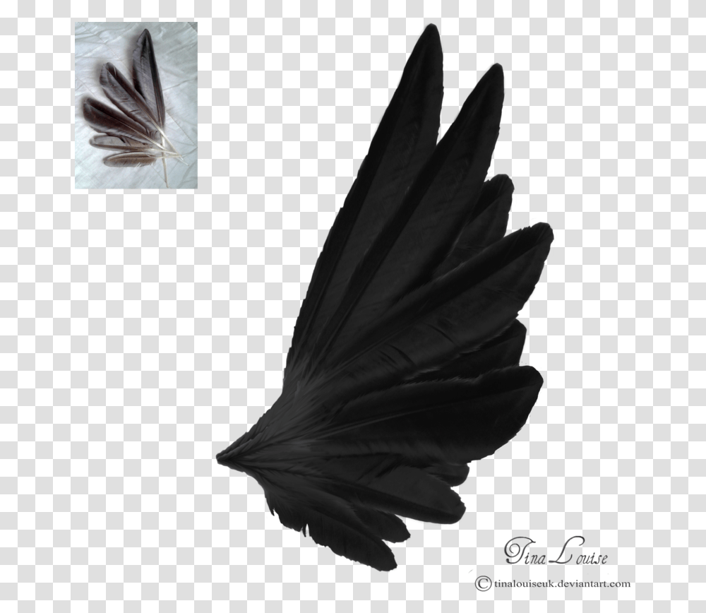 Black Angel Wings Side View, Leaf, Plant, Insect, Invertebrate Transparent Png