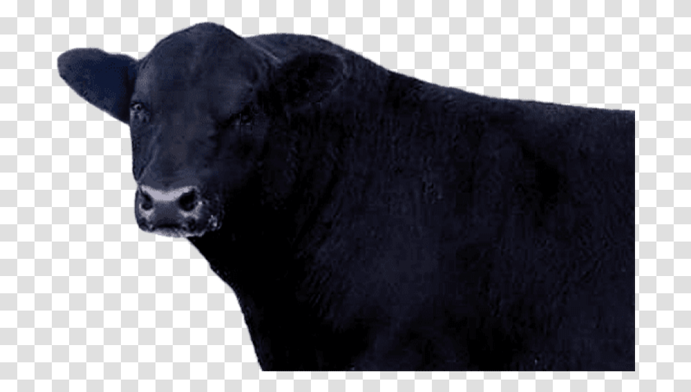 Black Angus Beef, Bull, Mammal, Animal, Cattle Transparent Png