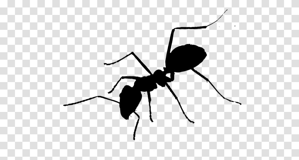 Black Ant Cartoon Tangle Web Spider, Insect, Invertebrate, Animal, Arachnid Transparent Png