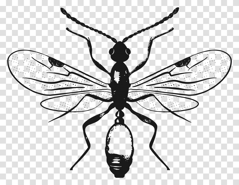 Black Ants, Spider, Invertebrate, Animal, Arachnid Transparent Png