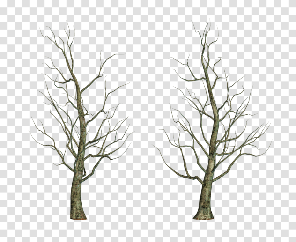 Black Bare Tree Clipart, Plant, Tree Trunk, Nature, Silhouette Transparent Png