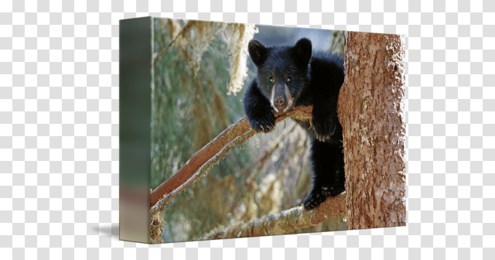 Black Bear Cub In Tree By Design Pics American Black Bear, Wildlife, Mammal, Animal Transparent Png