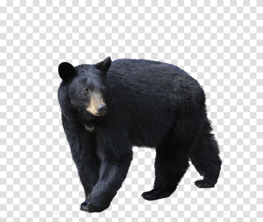 Black Bear Image Black Bear, Wildlife, Mammal, Animal Transparent Png