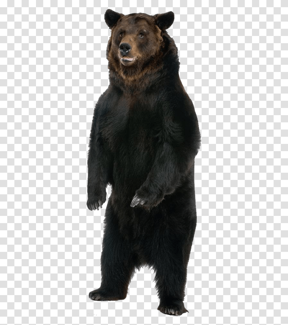 Black Bear, Wildlife, Mammal, Animal, Brown Bear Transparent Png