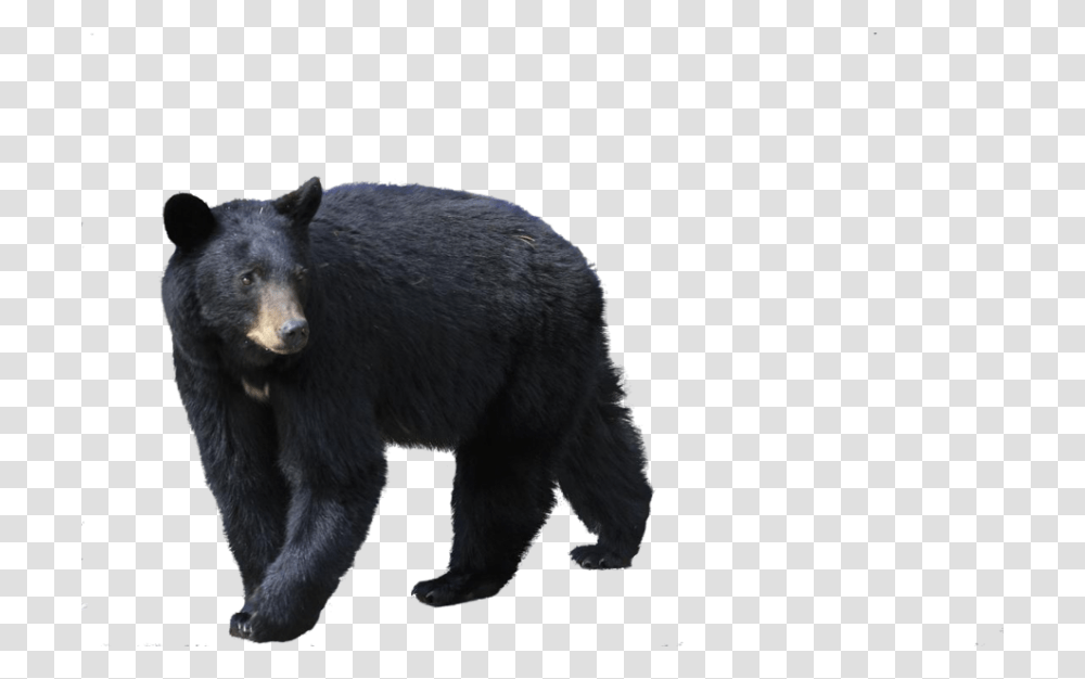 Black Bear, Wildlife, Mammal, Animal, Silhouette Transparent Png