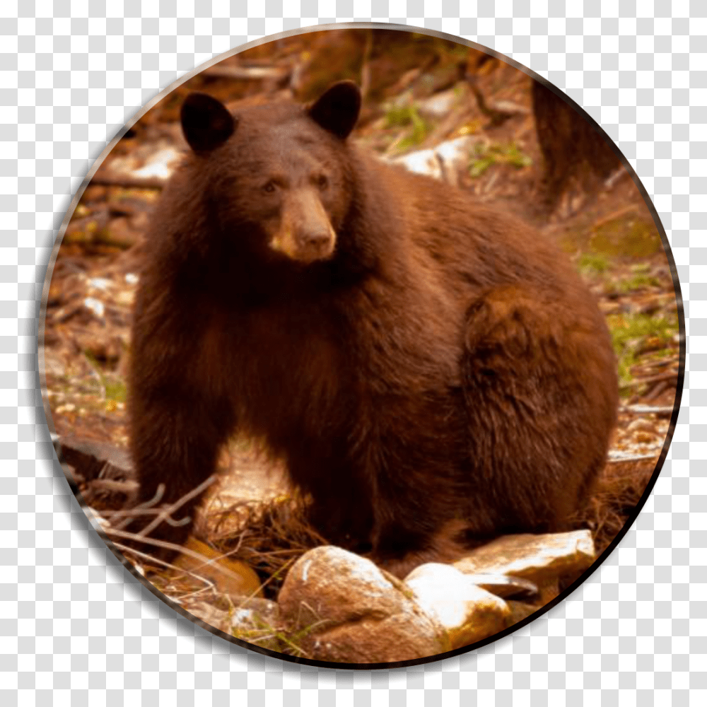 Black Bears In Durango Colorado Grizzly Bear, Wildlife, Mammal, Animal, Rat Transparent Png