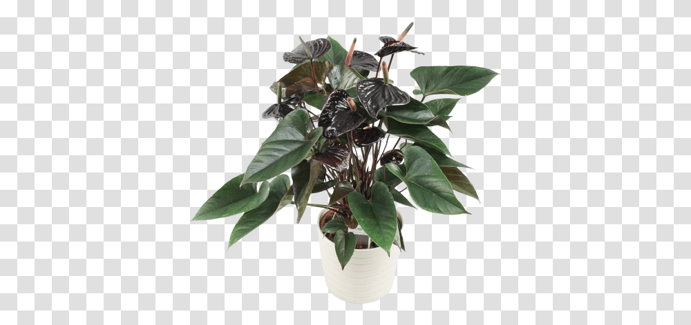Black Beauty Anthurium Andreanum Black Love, Plant, Leaf, Acanthaceae, Flower Transparent Png