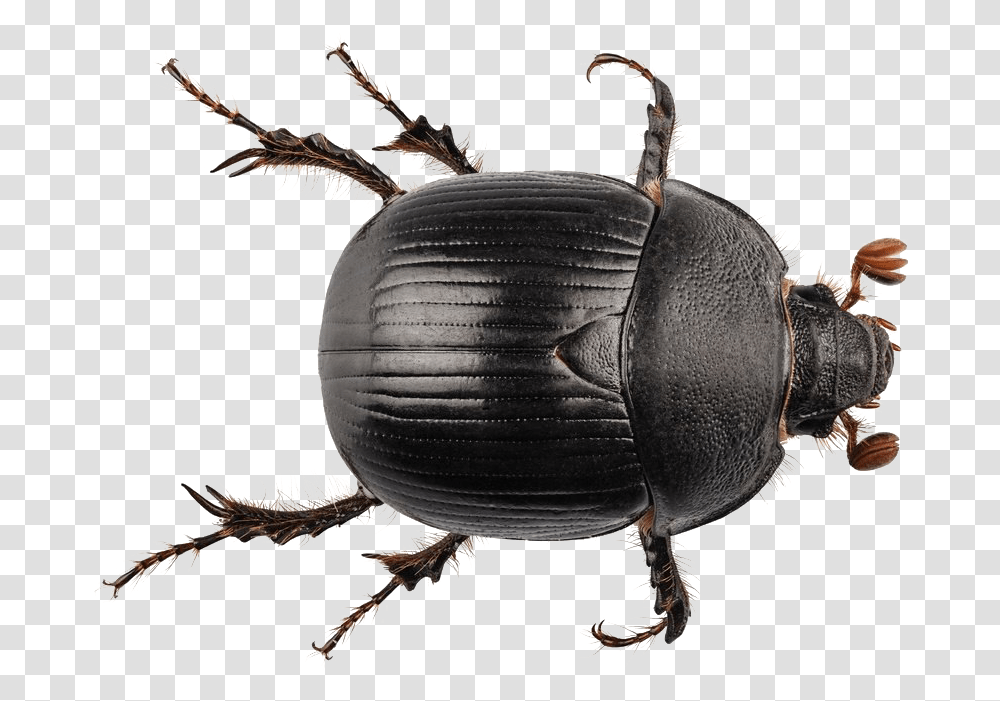 Black Beetle Dung Beetle No Background, Insect, Invertebrate, Animal, Bird Transparent Png