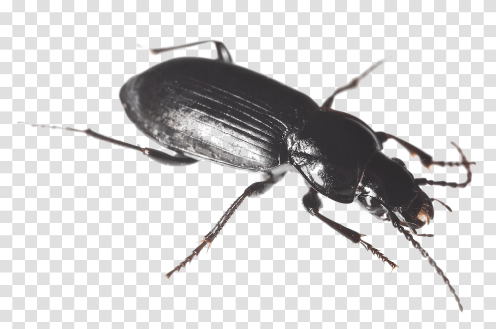 Black Beetle Hd Black Ground Beetle, Animal, Invertebrate, Insect, Bird Transparent Png