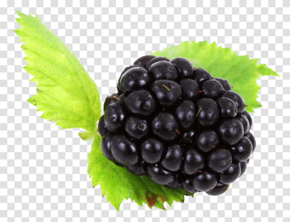 Black Berrys, Plant, Fruit, Food, Blueberry Transparent Png