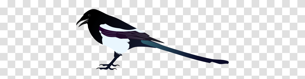 Black Billed Magpie, Sea Life, Animal, Weapon Transparent Png
