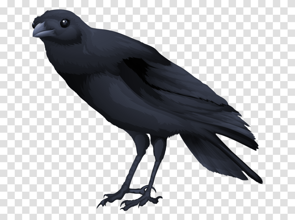 Black Bird, Animal, Crow, Blackbird, Agelaius Transparent Png