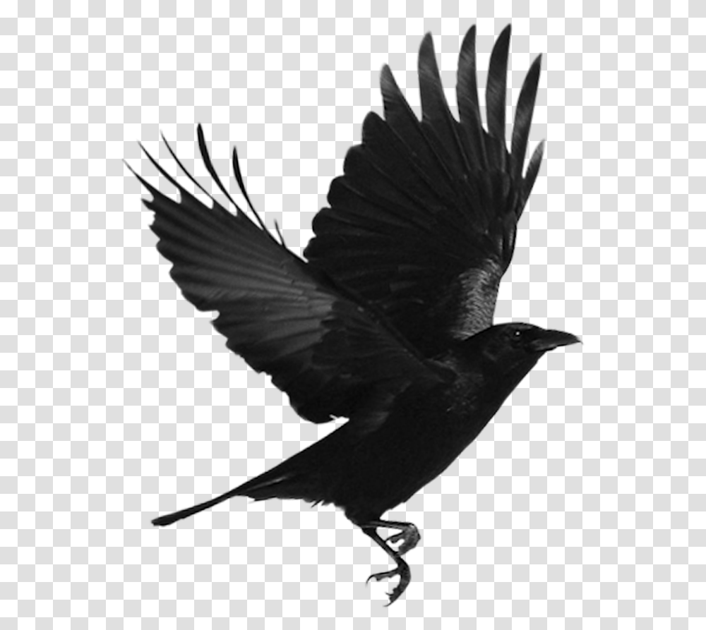 Black Bird Download Flying Crow, Animal, Blackbird, Agelaius, Silhouette Transparent Png