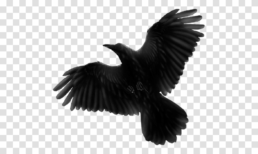 Black Bird Flying Download Blackbird Fat Freddys Drop, Animal, Eagle, Agelaius, Crow Transparent Png