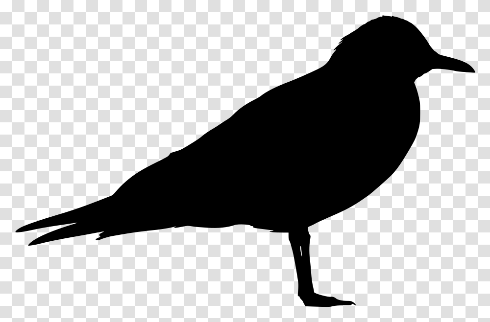 Black Bird, Gray, World Of Warcraft Transparent Png