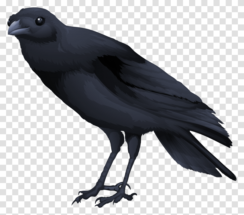 Black Bird Picture Black Bird, Animal, Crow, Blackbird, Agelaius Transparent Png